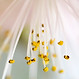 Flower Close-Up