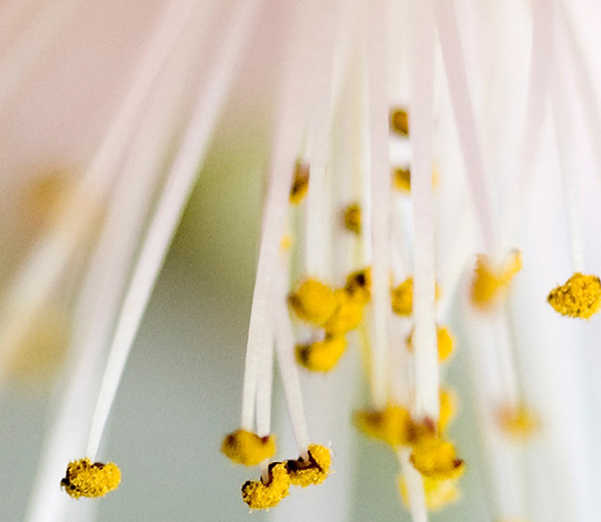 Bloom