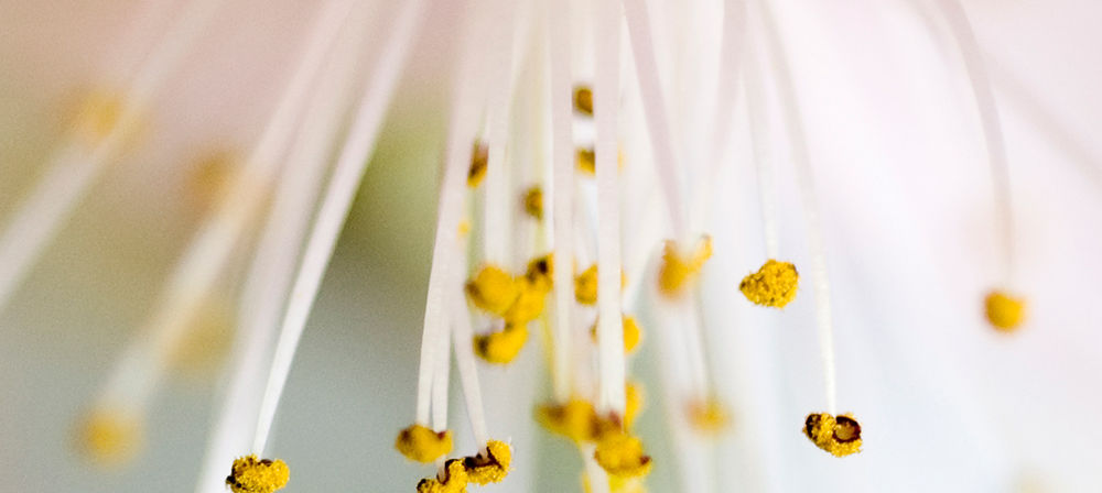 Bloom