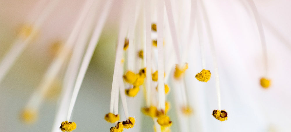Bloom