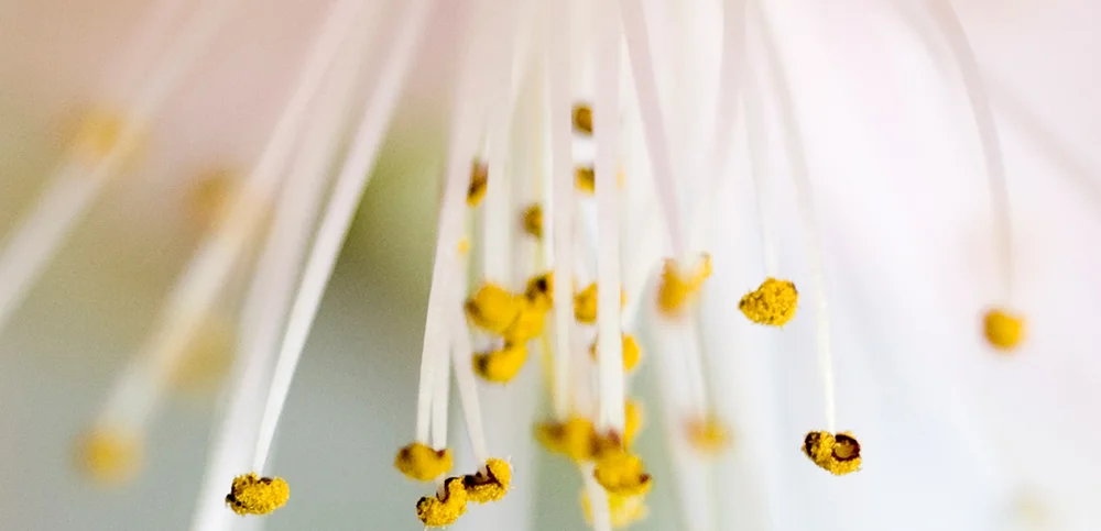 Bloom