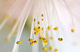Floraison