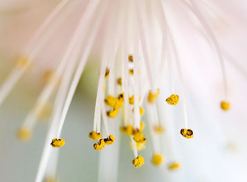 Floraison