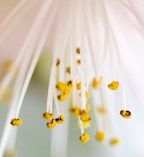 Bloom