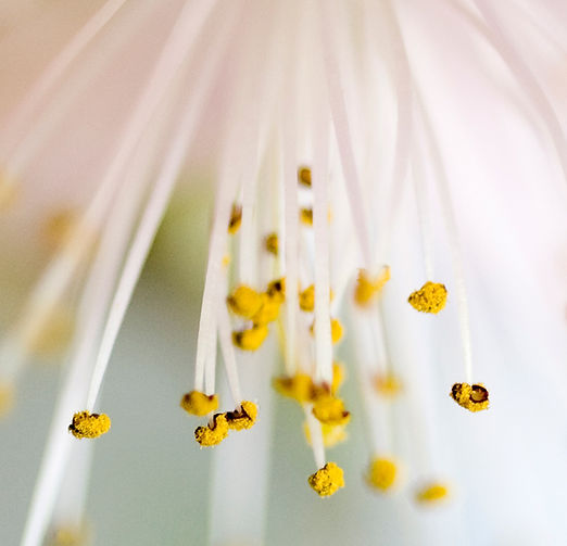 Bloom