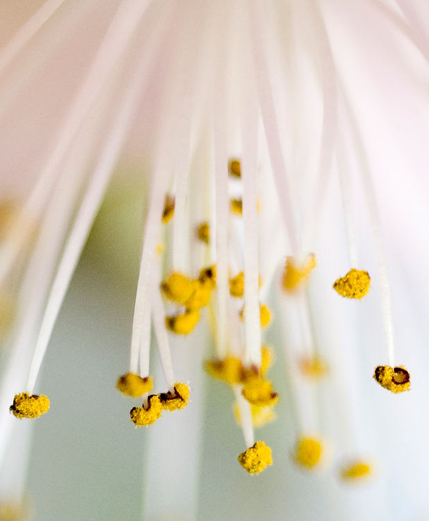 Bloom