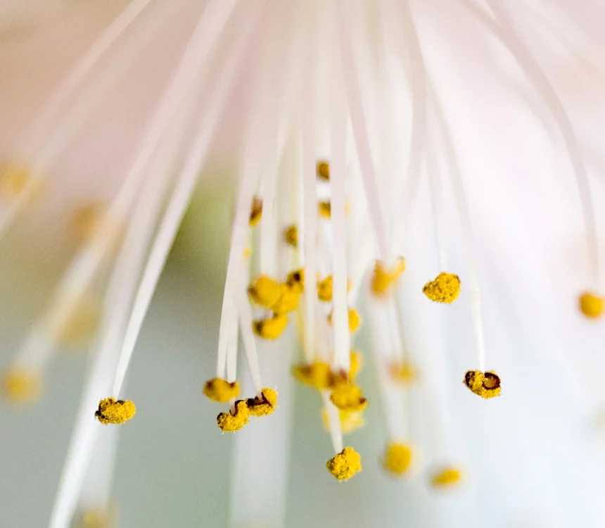 Bloom