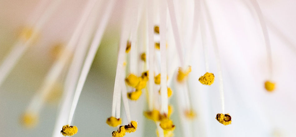 Bloom