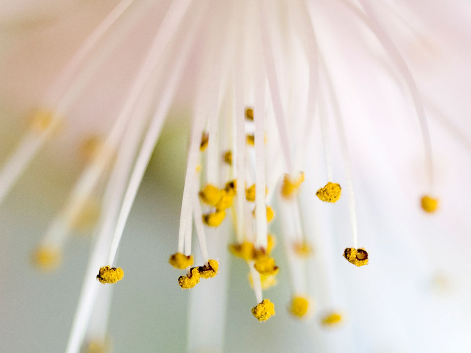 Bloom