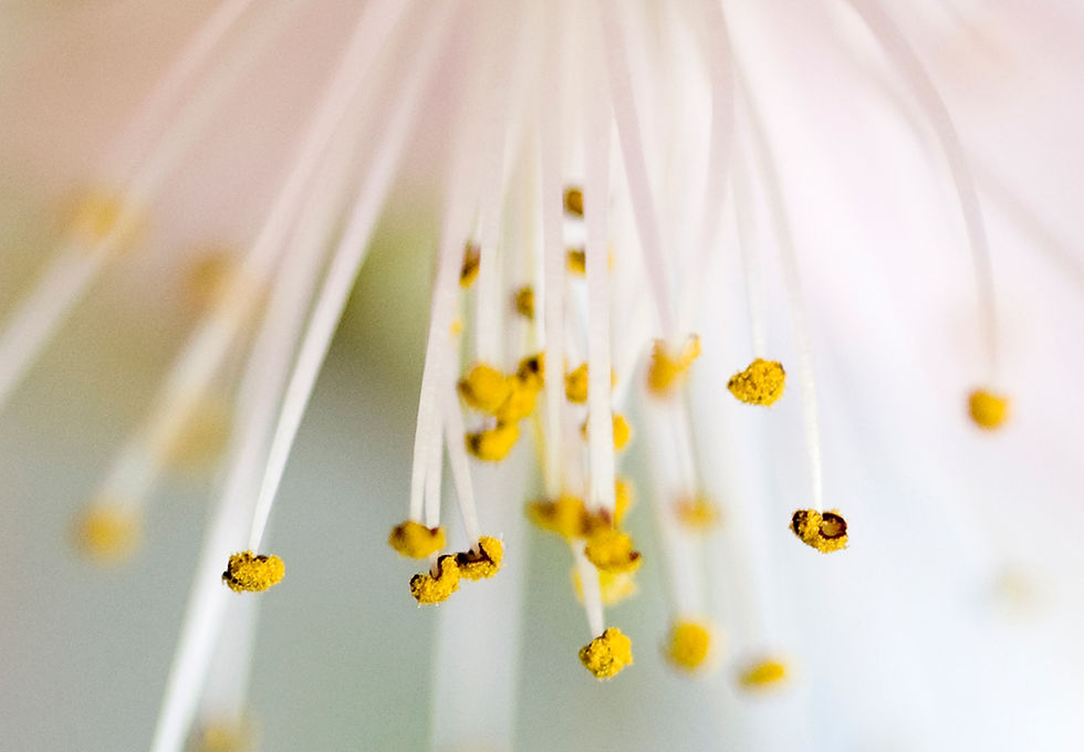 Bloom