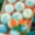 Charentais Melon 'Savor' Plant