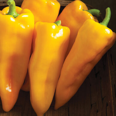Escamillo Italian Yellow Pepper Plant