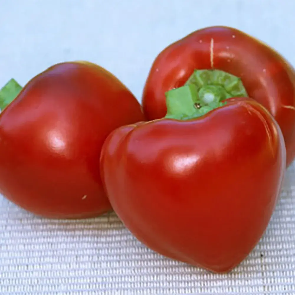 Pimiento Elite Sweet Pepper Plant