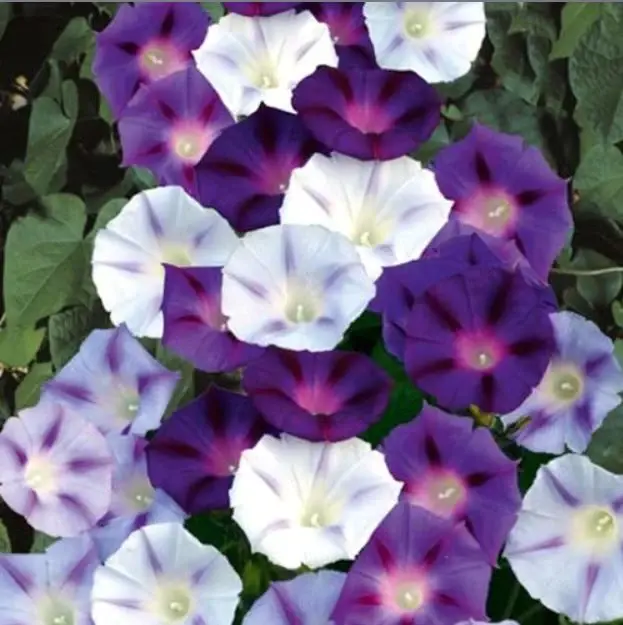 Morning Glory