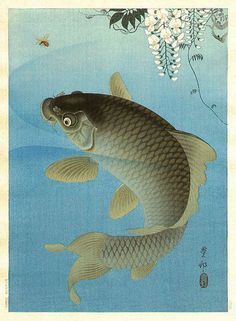 Black and gold koi fish swimming in a swirl of blue water