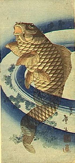 Golden Koi at the surface of blue rings of water  with underwater vegetation 