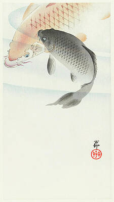 Two Koi Swimming in a swirl of pastel blue water
