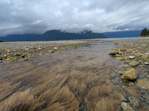 Shoreline at low tide. Rocks and sea grass with a large tide pool in the foreground. Ocean and dark mountains partially hidden by clouds in the background.
