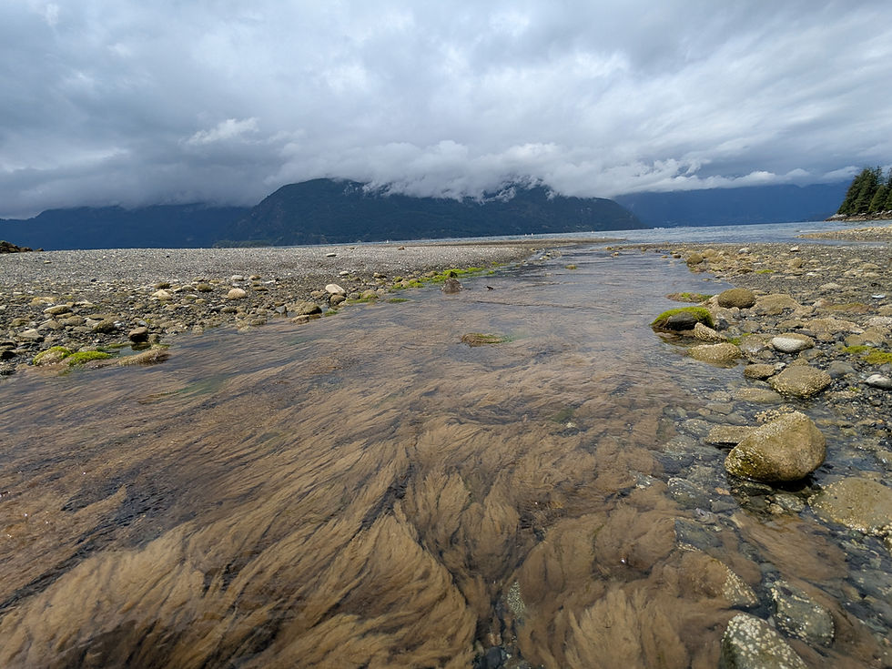 Shoreline at low tide. Rocks and sea grass with a large tide pool in the foreground. Ocean and dark mountains partially hidden by clouds in the background.