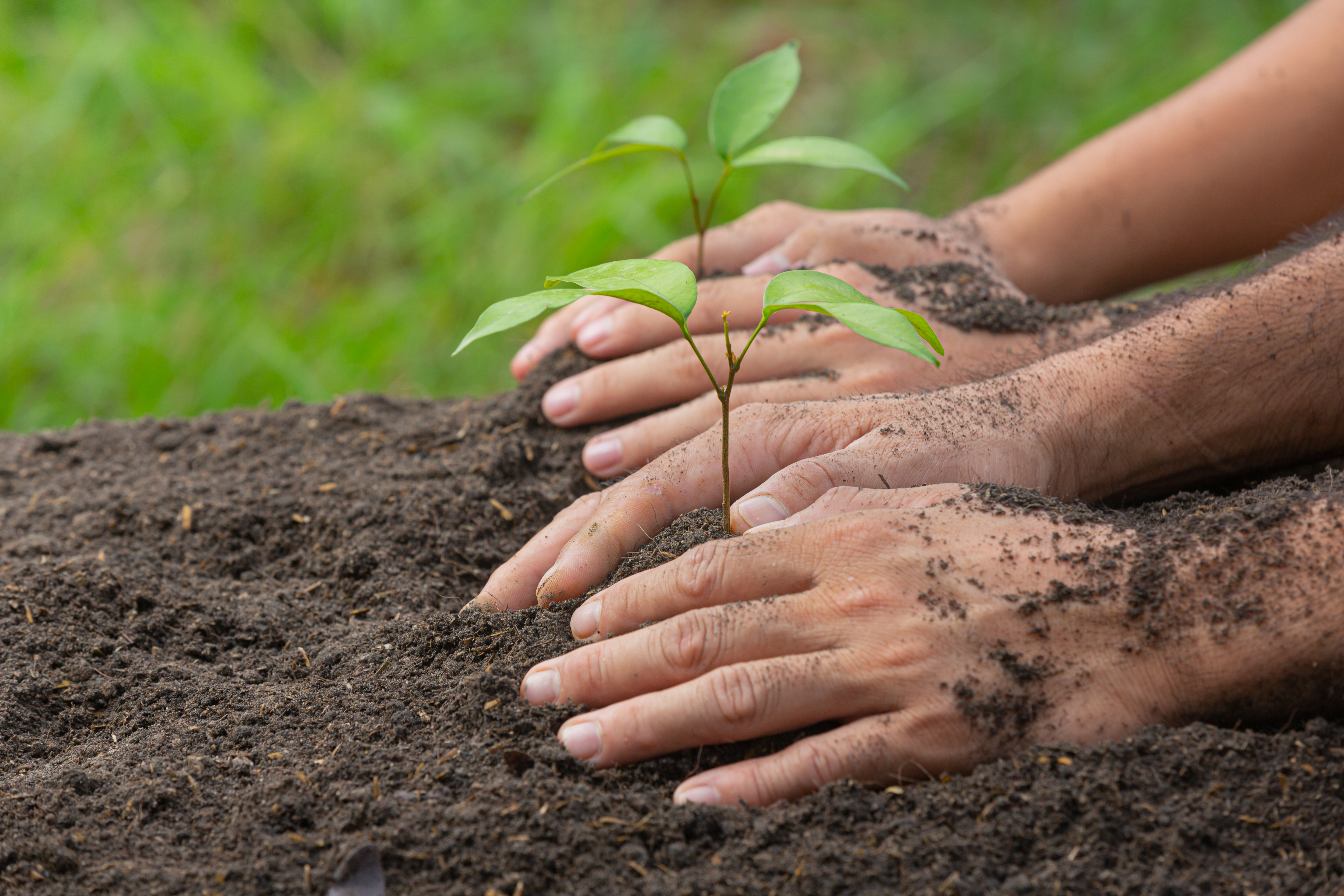 Why not plant a tree this Earth day ?