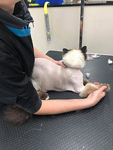 lionclip.jpg