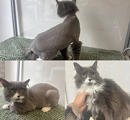 groomzycatgrooming_lionshave.jpeg