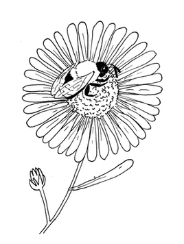 Uncoloured Inks of the spot illustration featured in the interior of the magazine. A bee on a New England Aster.