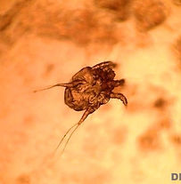 ácaro Otodectes cynotis