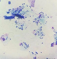 Malassezia pachydermatis