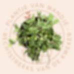Microgramma vacciniifolia pvm achtergrond