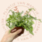 Vooraanzicht Asplenium bulbiferum (broedvaren)
