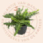 Blechnum cycadifolium