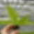 Cyathea milnei stekje