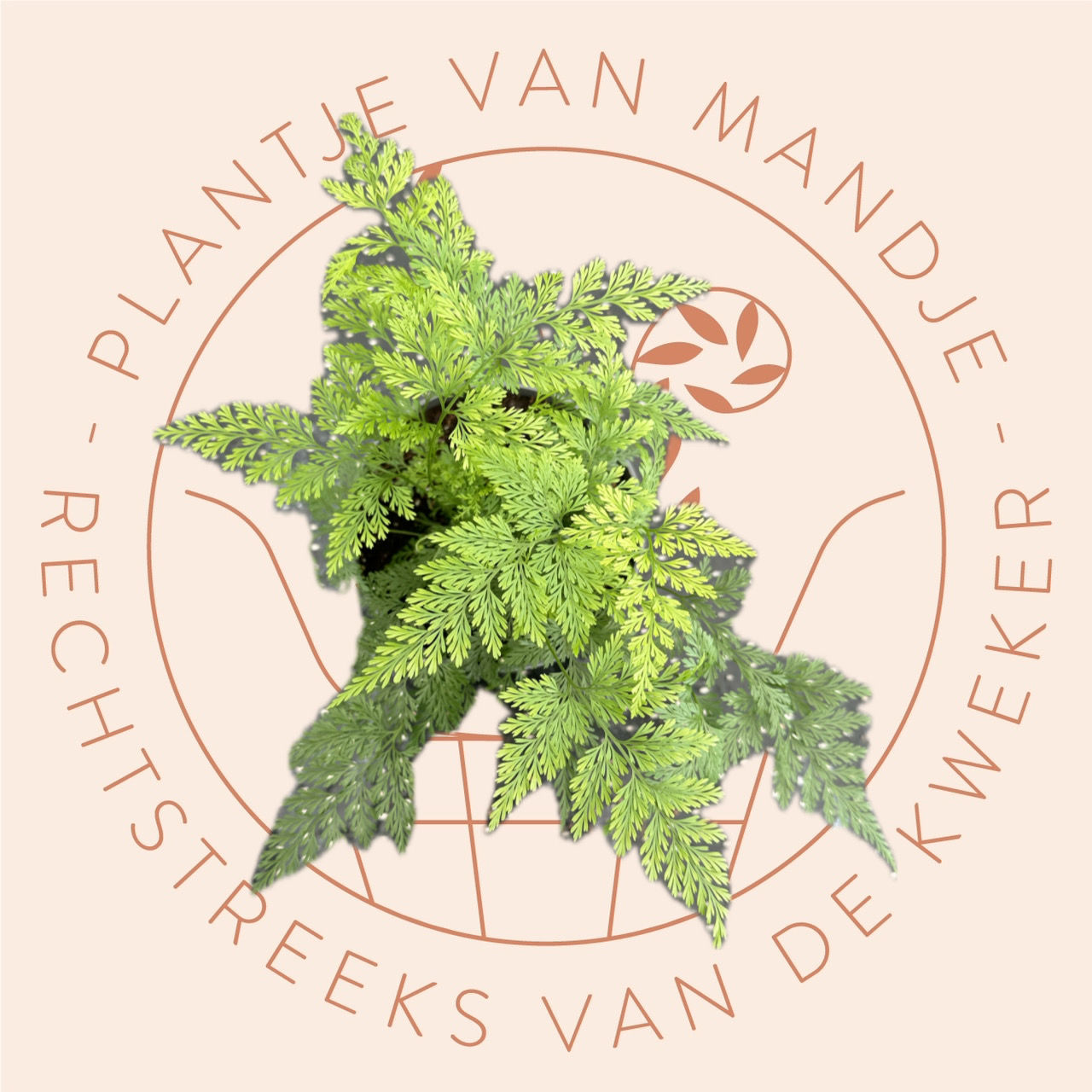 Davallia denticulata