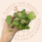 Adiantum peruvianum