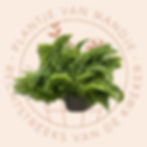 Nephrolepis Marissa