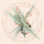 Bovenaanzicht Platycerium veitchii (hertshoorn)