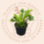 Asplenium antiquum 'Leslie' (Nestvaren)