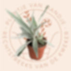 Vooraanzicht Platycerium veitchii (hertshoorn)