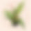Thumbnail: boomvaren Cyathea Highland Lace