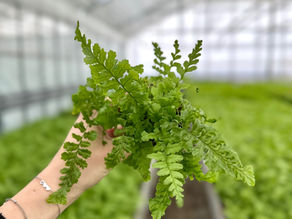 Varenverzorging: Een Gids voor het Planten van Varens in het Voorjaar