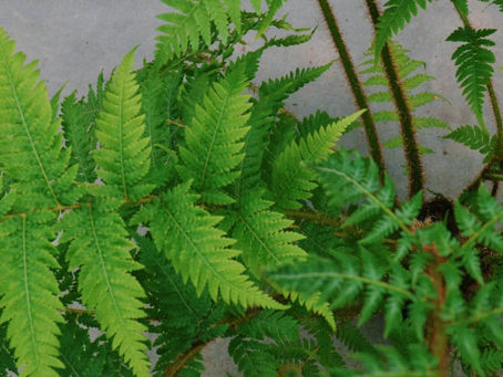 Cyathea Cooperi: Some characteristics of the Australian tree fern