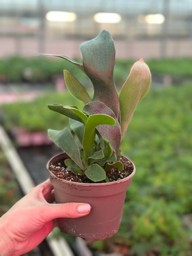 Platycerium bifurcatum 'Netherlands' | Plantje van Mandje