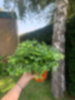 Zijaanzicht Polypodium fallax