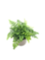 Thumbnail: Vooraanzicht Asplenium Parvati (Indiase streepvaren) 13 cm pot