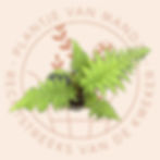 Cyathea celsa