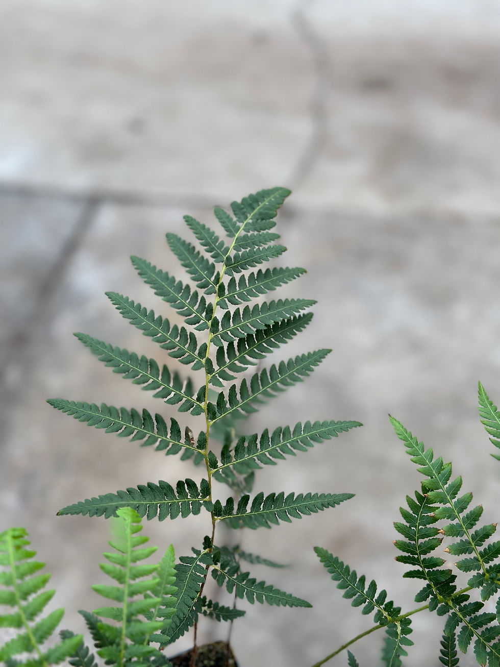 Thumbnail: Dichtbij aanzicht Cyathea australis