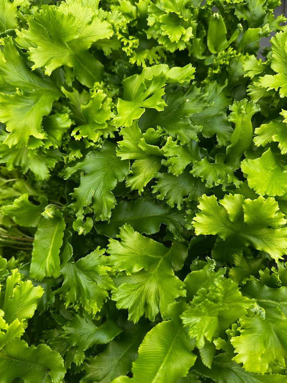 Thumbnail: Asplenium scolopendrium ‘Cristata’