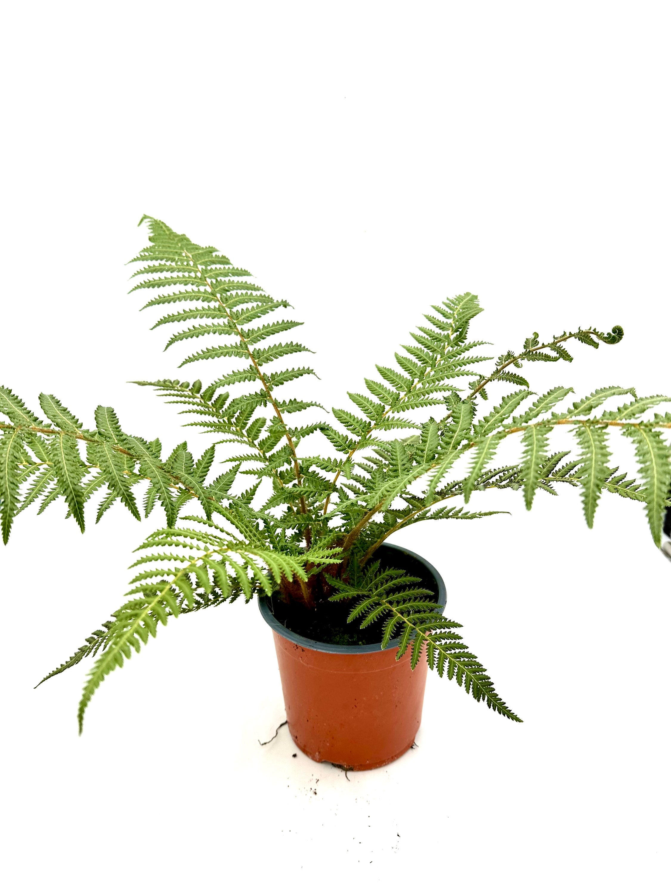 Vooraanzicht Dicksonia fibrosa
