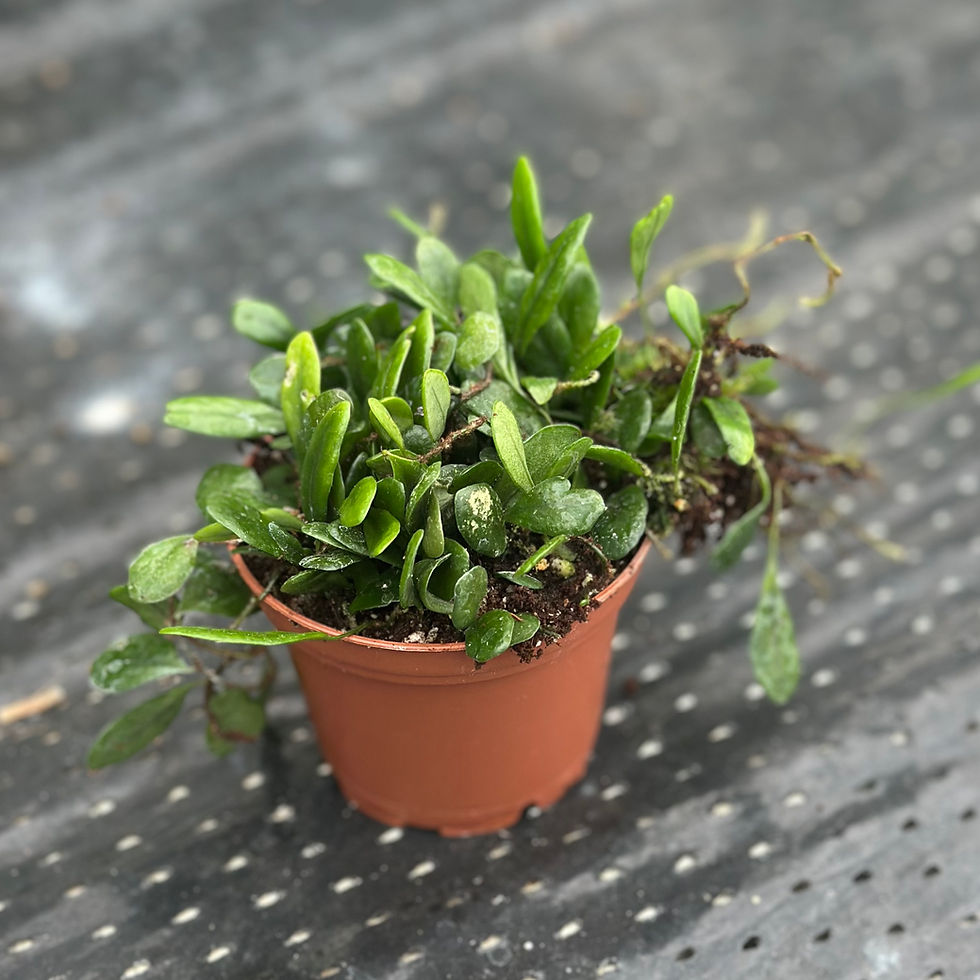 Thumbnail: Lemmaphyllum microphyllum